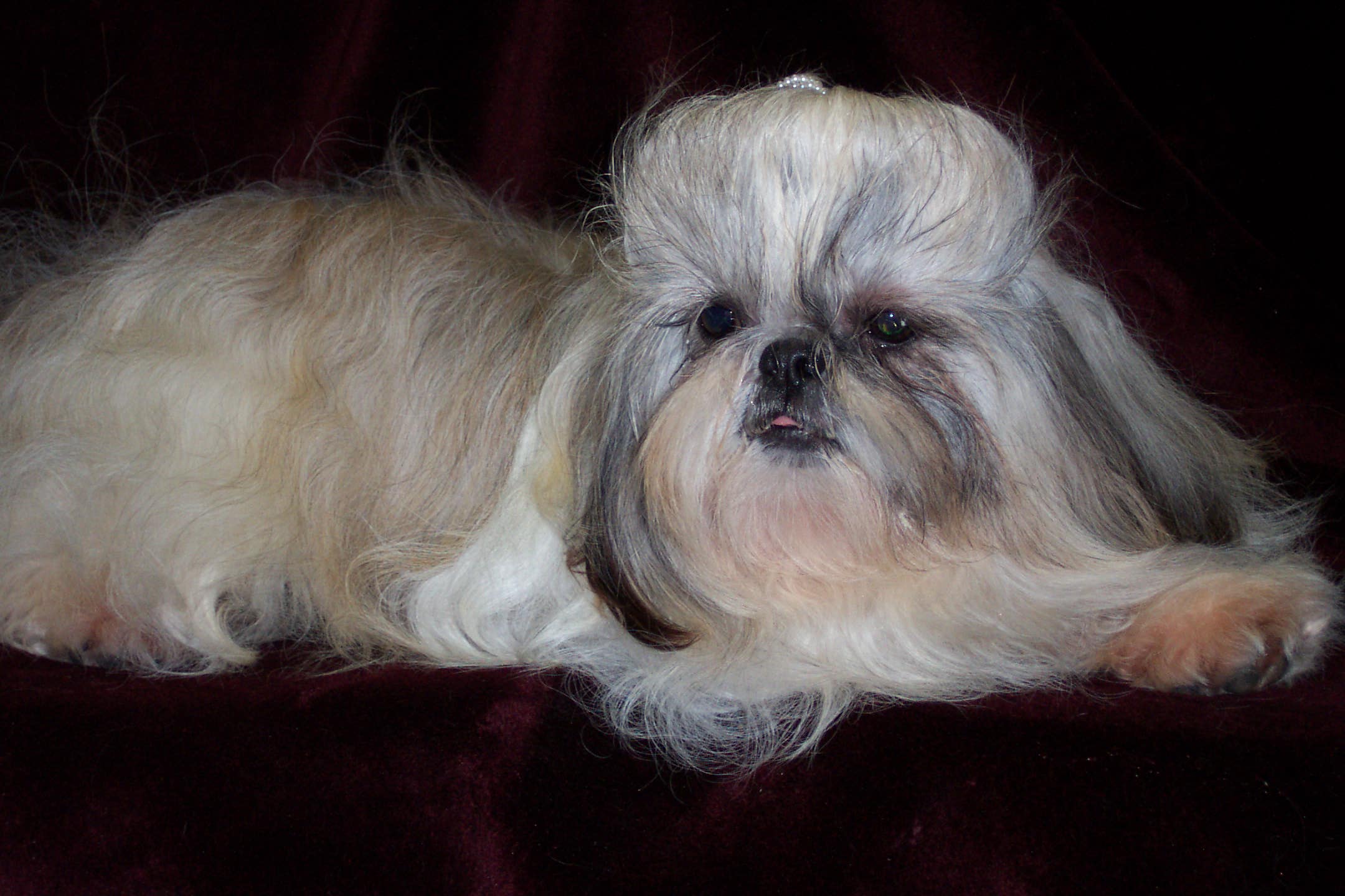 Classic Kennels -- Past Shih Tzu 